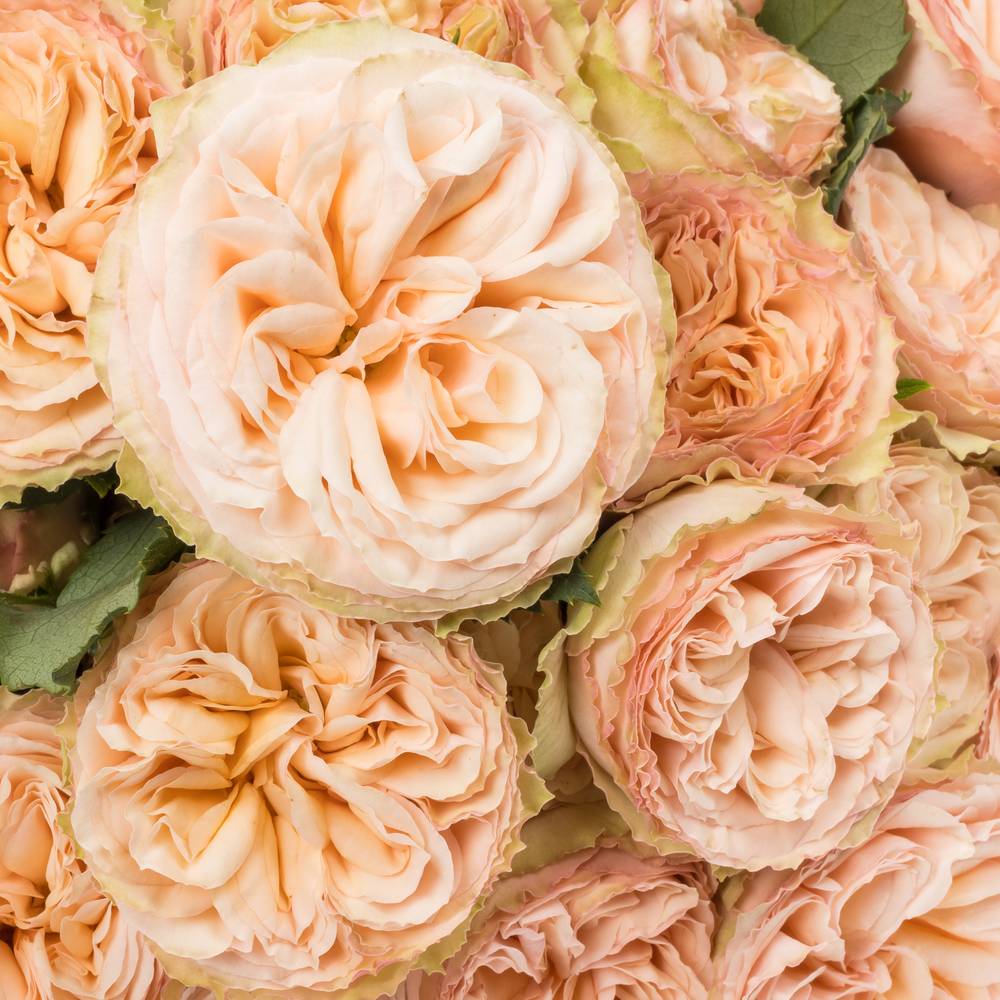 Rose verzweigt apricot G Trendsetter 5+Blüte 60cm