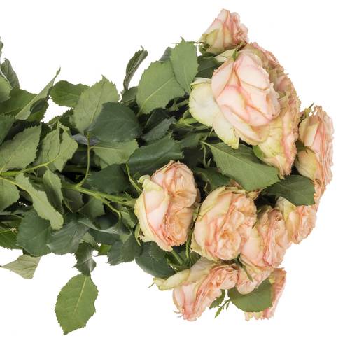 Rose verzweigt apricot G Trendsetter 5+Blüte 60cm
