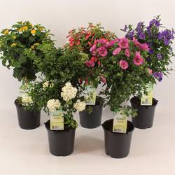 Balkon Kübel mix auf Stamm T14 H050