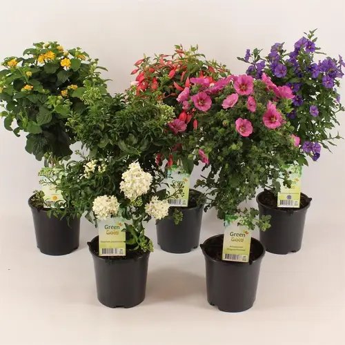 Balkon Kübel mix auf Stamm T14 H050