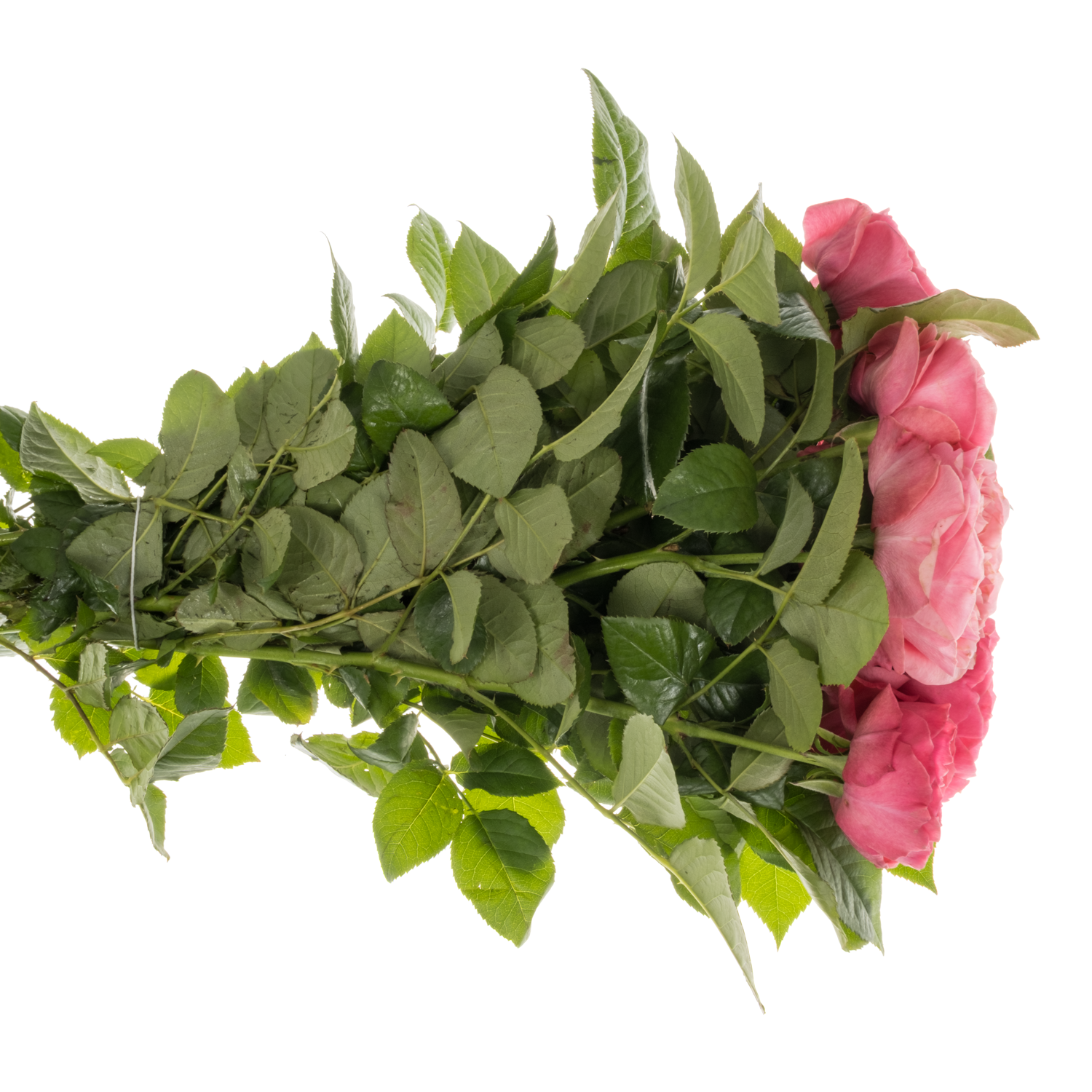 Rose rosa Middleton gefüllt 40cm