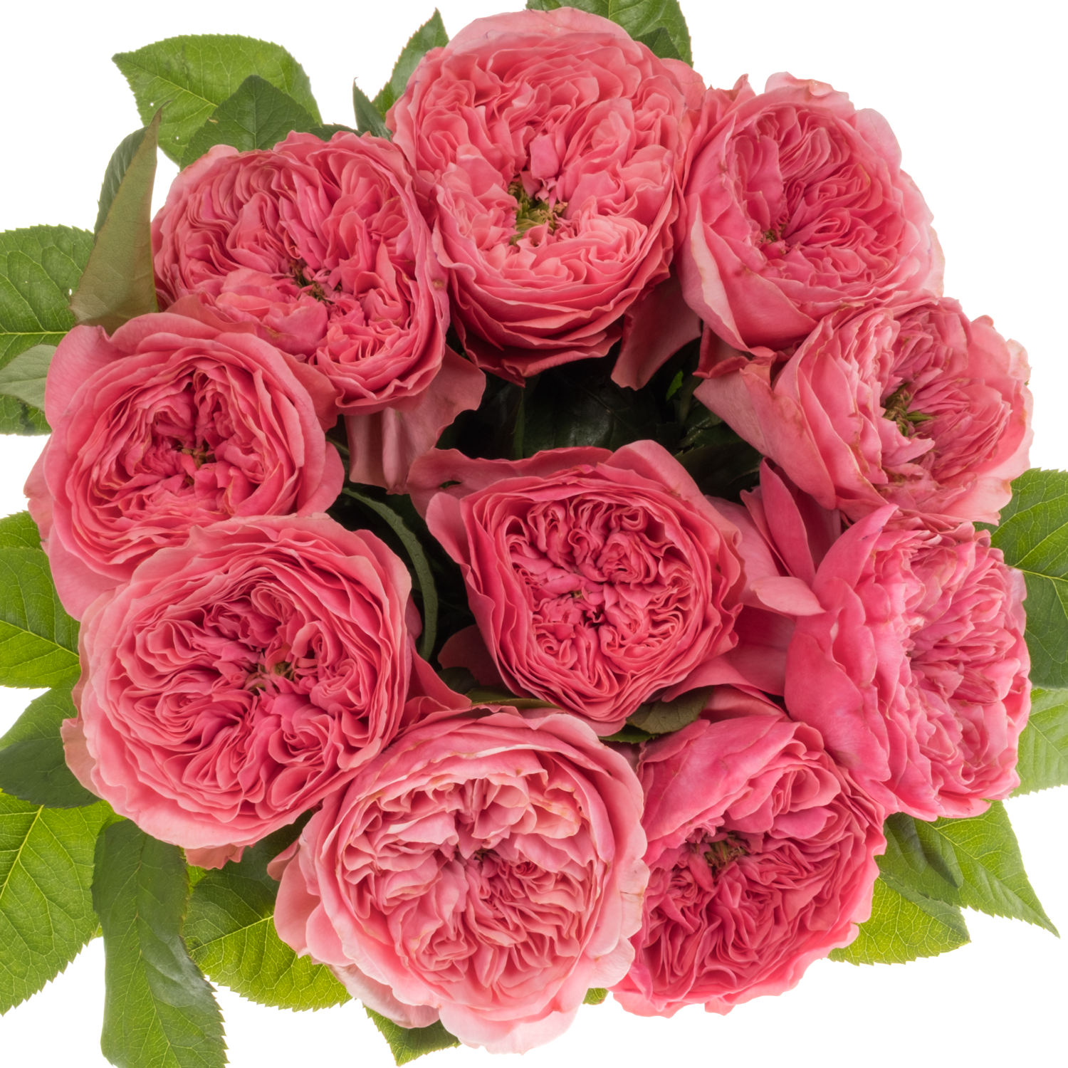 Rose rosa Middleton gefüllt 40cm