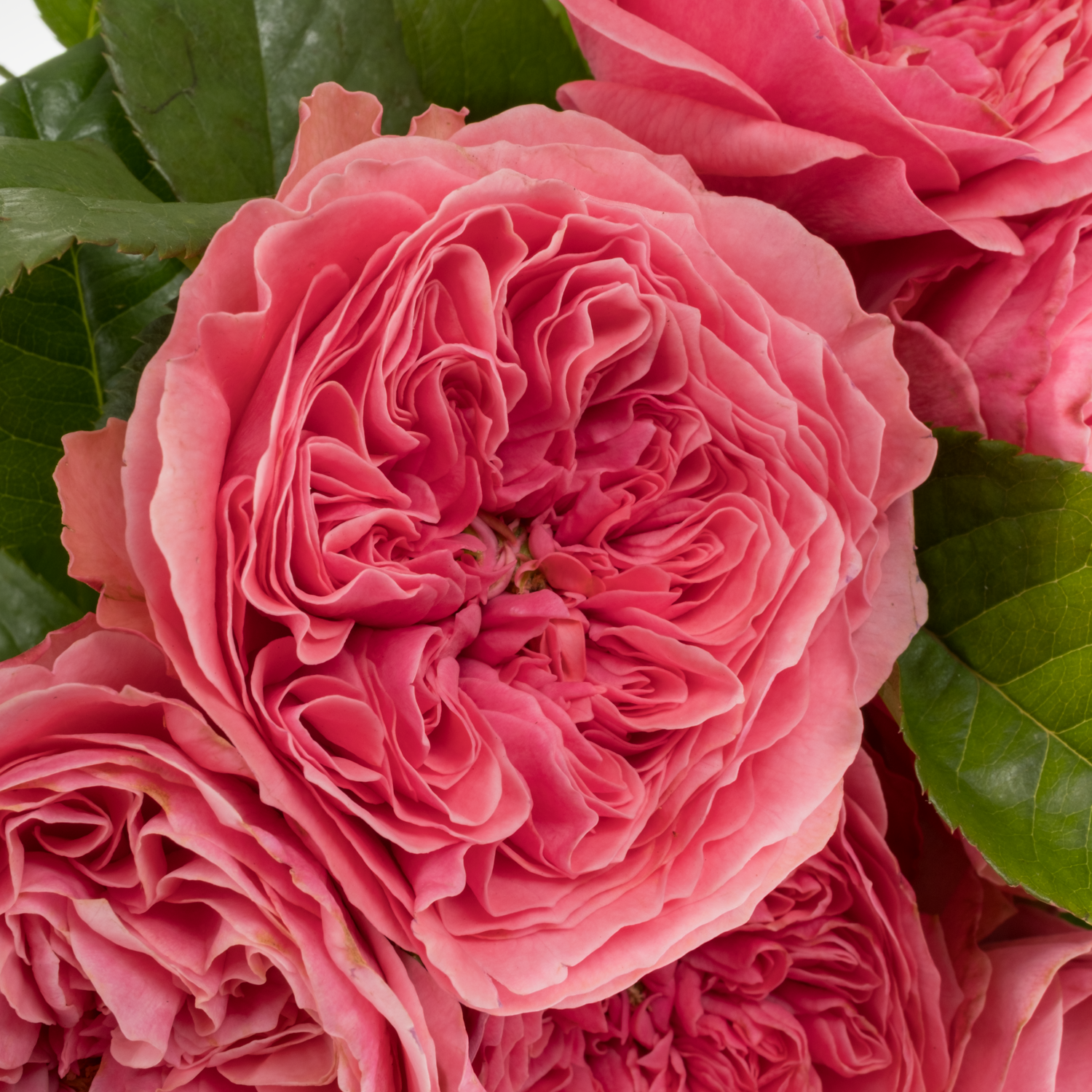 Rose rosa Middleton gefüllt 40cm