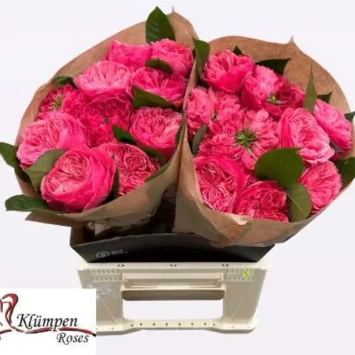 Rose rosa Middleton 40cm