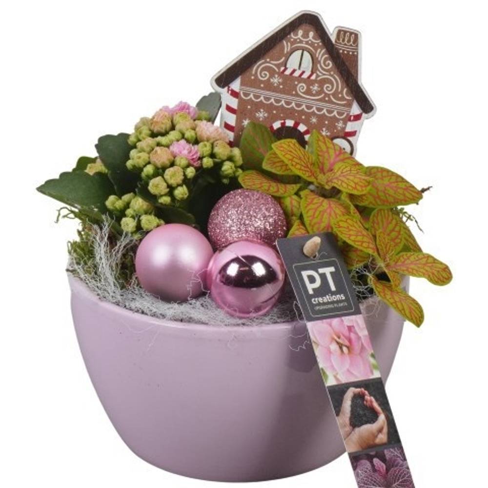 Kal.Arr PTCHP3504 Weihnachten T14 H020