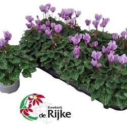 Cyclame milka Dragon T10,5 H020