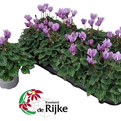 Cyclame milka Dragon T10,5 H020