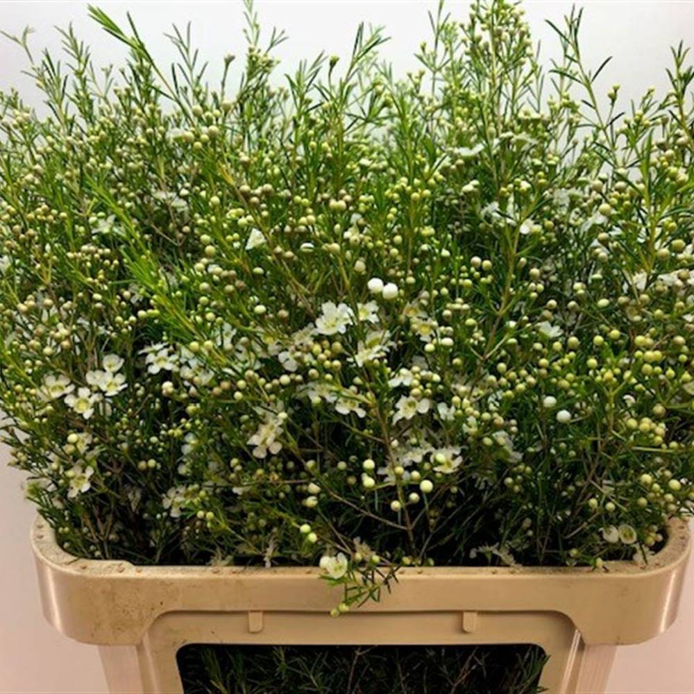 Wachsflower creme/weiss Majestic 110 Gramm 80cm