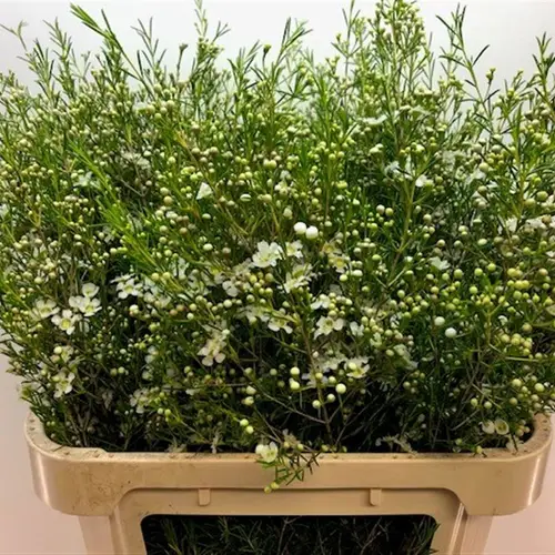 Wachsflower creme/weiss Majestic 110 Gramm 80cm