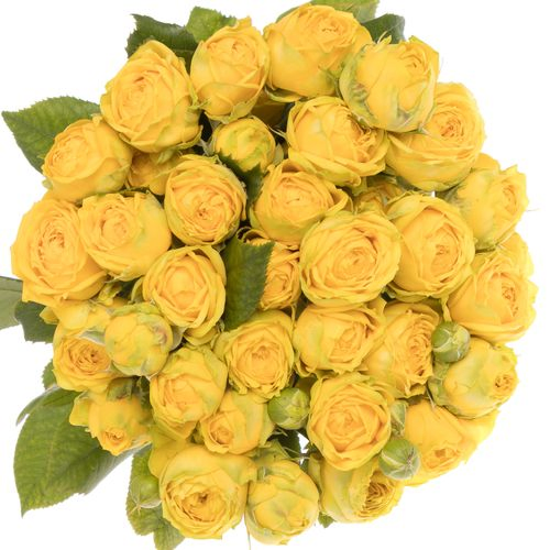 Rose verzweigt gelb Luna Trendsetter 4+Blüte 60cm