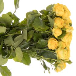 Rose verzweigt gelb Luna Trendsetter 4+Blüte 60cm