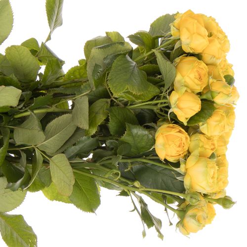 Rose verzweigt gelb Luna Trendsetter 4+Blüte 60cm