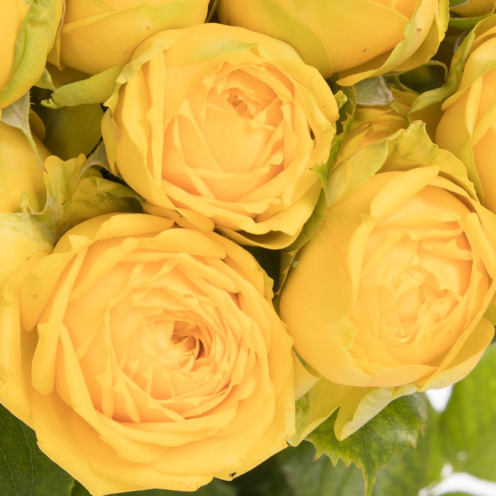 Rose verzweigt gelb Luna Trendsetter 4+Blüte 60cm