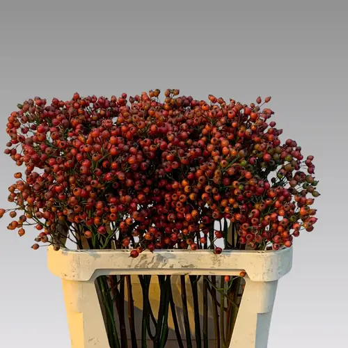 Hagebutte rot Magical Passoa 80cm