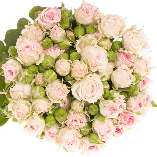 Rose verzweigt rosa Aerobic 7+Blüte 70cm