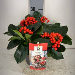 Skimmia rot Japonica Veitchii 5+Blüte T15 H020