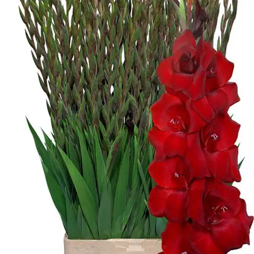 Gladiole weinrot Fat Boy 115 cm Extra lang