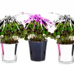 Klee im Glas E 2432-1 T06 H015