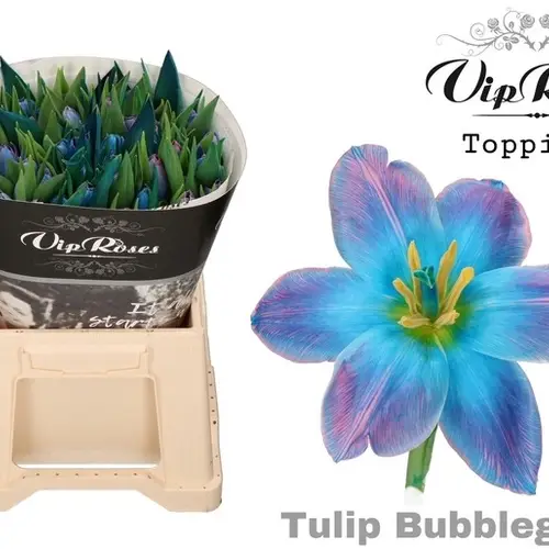 Tulpe blau Bubblegum gefärbt 36 Gramm
