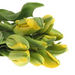 Franz.gelb pap. La Courtine 58 Gramm 55cm