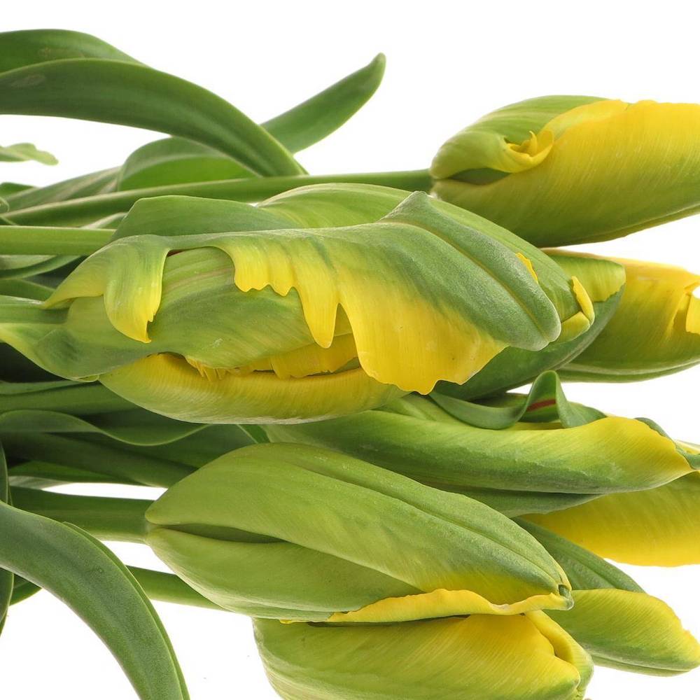 Franz.gelb pap. La Courtine 58 Gramm 55cm