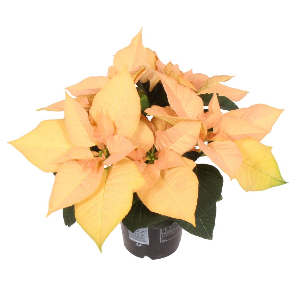 Poins.lachsrosa Autumn Leaves T10,5 H25