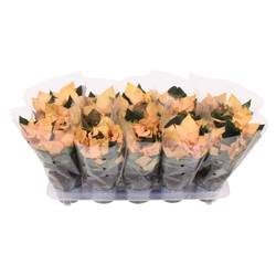 Poinsettia lachsrosa Autumn Leaves T10,5 H025