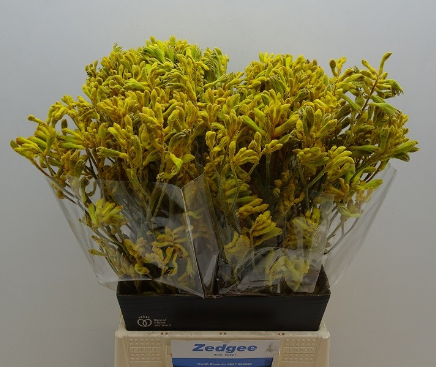 Kangeroo gelb Yellow Gem 80cm
