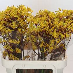 Kangeroo gelb Yellow Gem 80cm