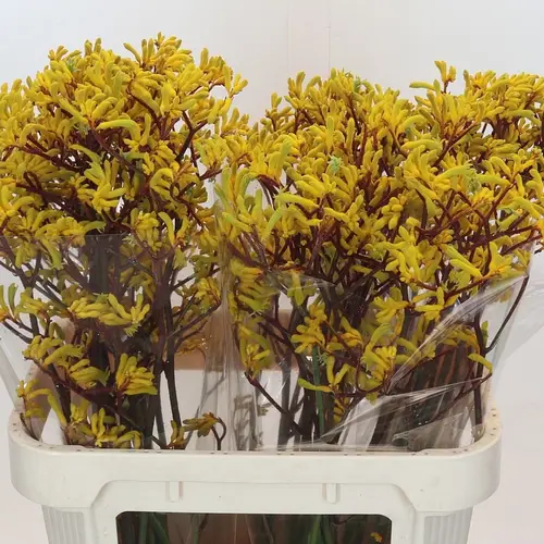 Kangeroo gelb Yellow Gem 80cm