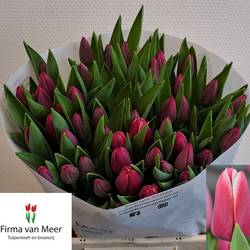 Tulpe dunkel rosa/weiss Lornah 40Gramm