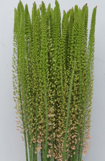 Eremurus lach Romance 95cm