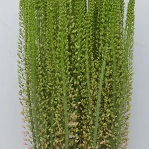 Eremurus lach Romance 95cm