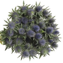 Distel blau Alpine Supernova 80cm
