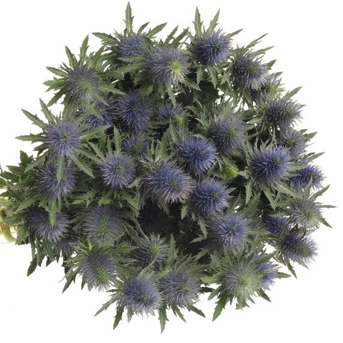 Distel blau Alpine Supernova 80cm