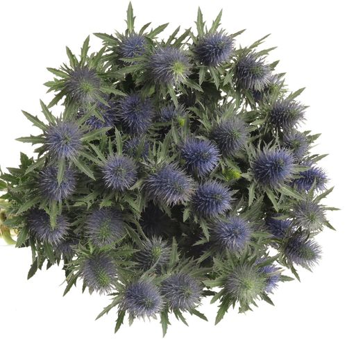 Distel blau Alpine Supernova 80cm