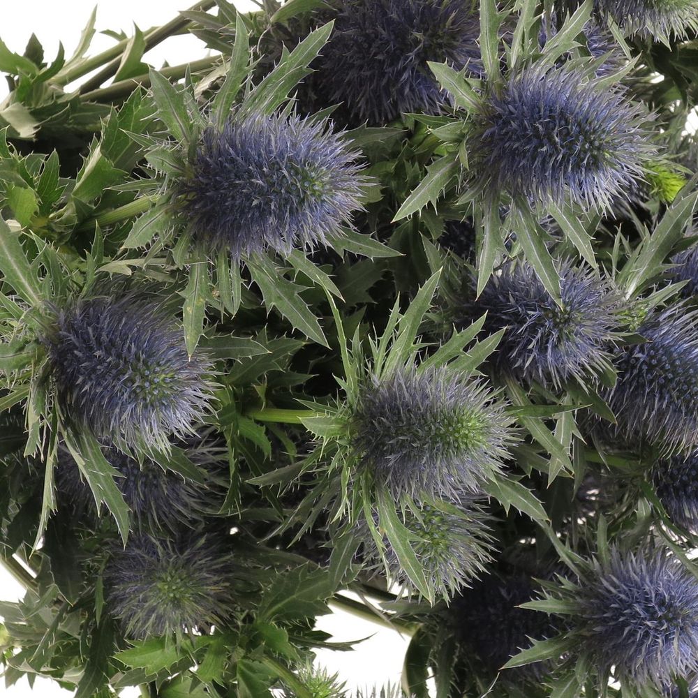 Distel blau Alpine Supernova 80cm