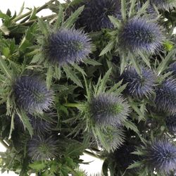 Distel blau Alpine Supernova 80cm