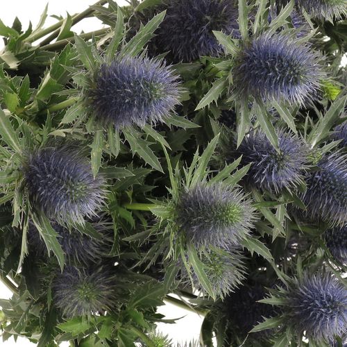 Distel blau Alpine Supernova 80cm