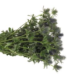 Distel blau Alpine Supernova 80cm