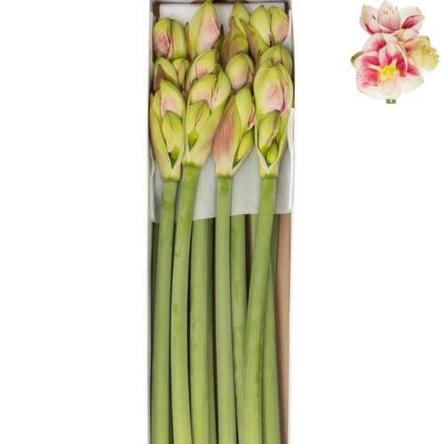 Amaryllis Krt.weiss/pink Exception X18