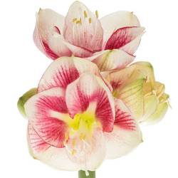 Amaryllis Krt.weiss/pink Exception X18
