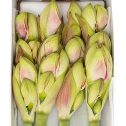 Amaryllis Krt.weiss/pink Exception X18