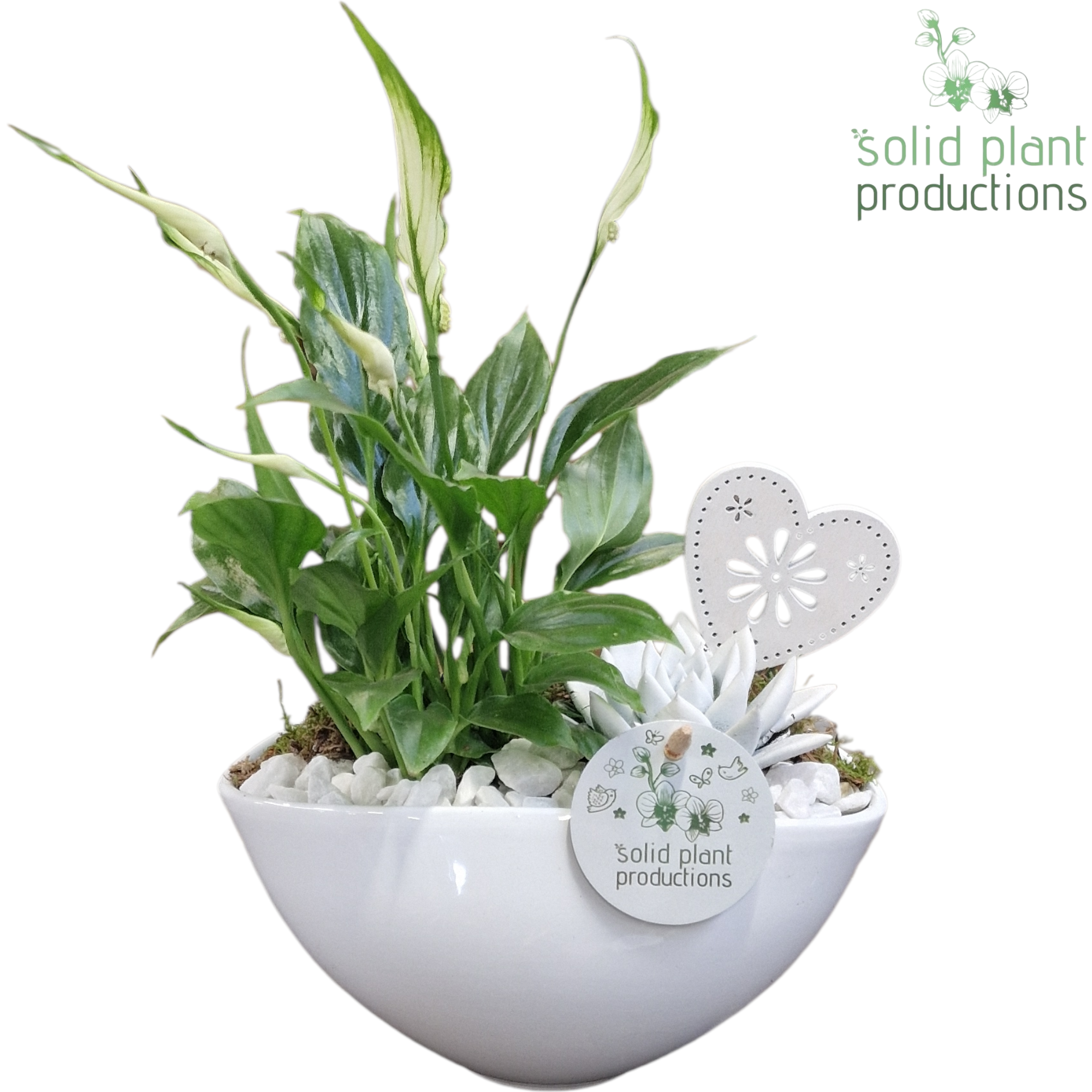 Spath.Arr Katty weiss SE006WHITE T19 H032