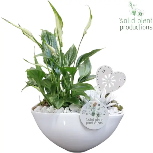 Spath.Arr Katty weiss SE006WHITE T19 H032