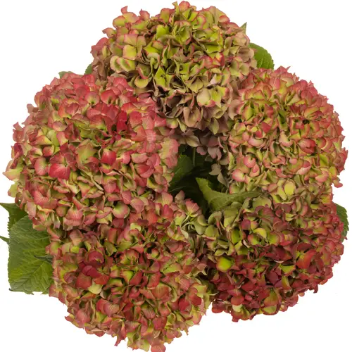 Hortensie rot/grün Glowing Alps classic Bol 18cm 60cm