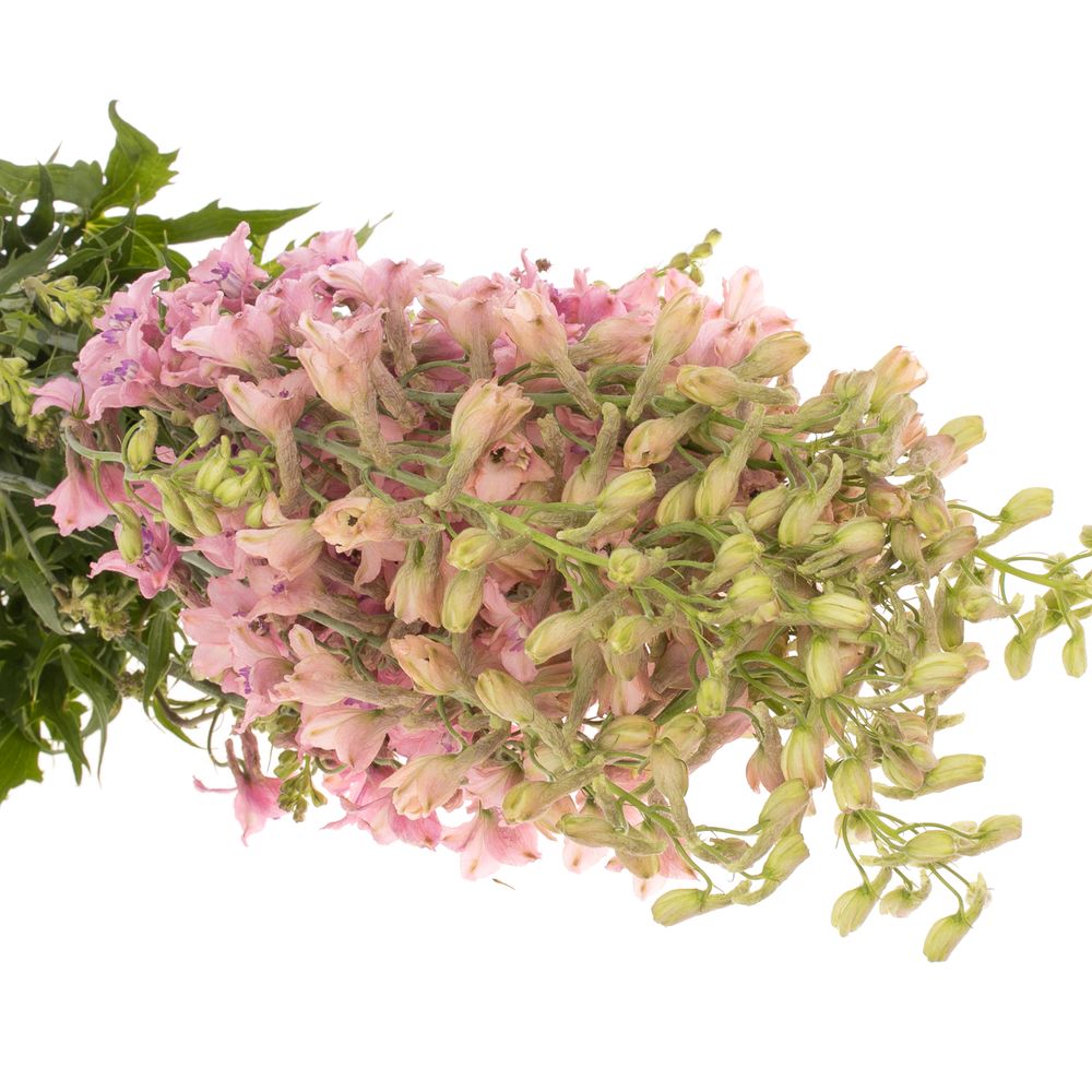 Delphinium rosa Sensation extra 70cm
