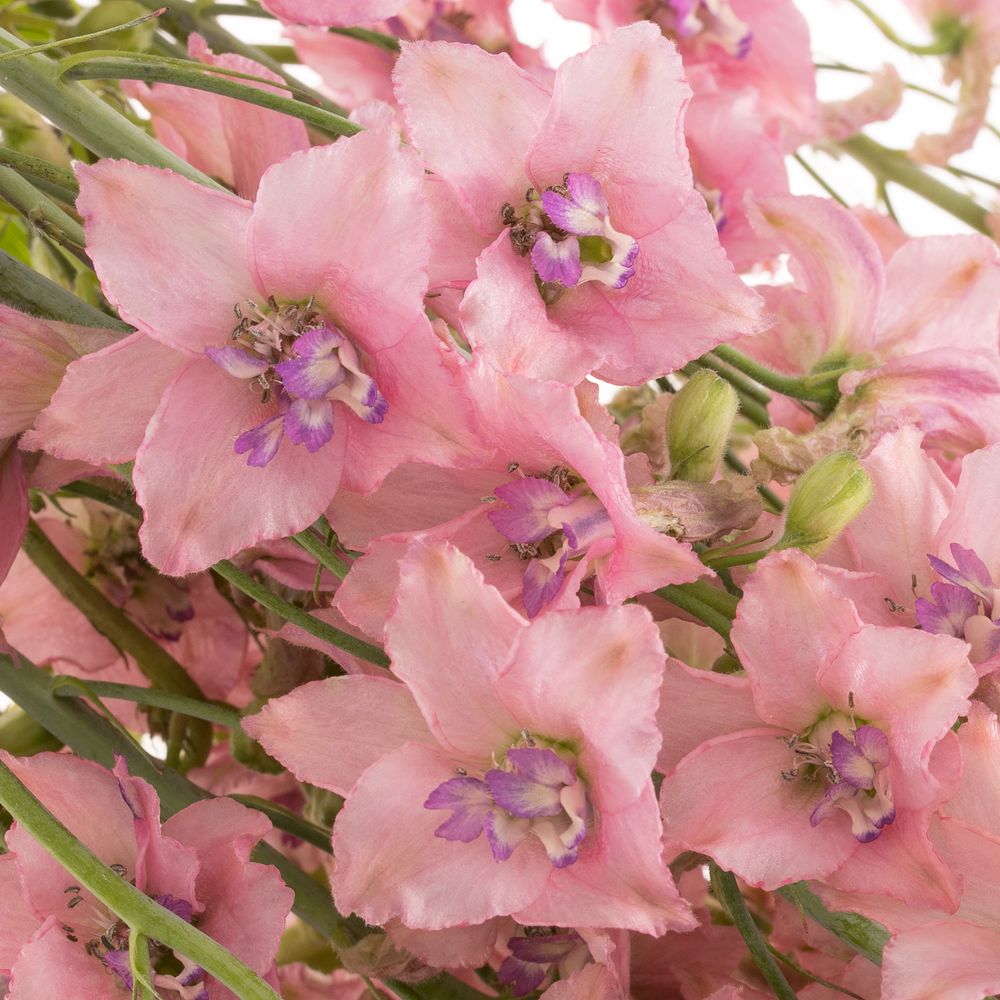 Delphinium rosa Sensation extra 70cm