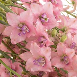 Delphinium rosa Sensation extra 70cm