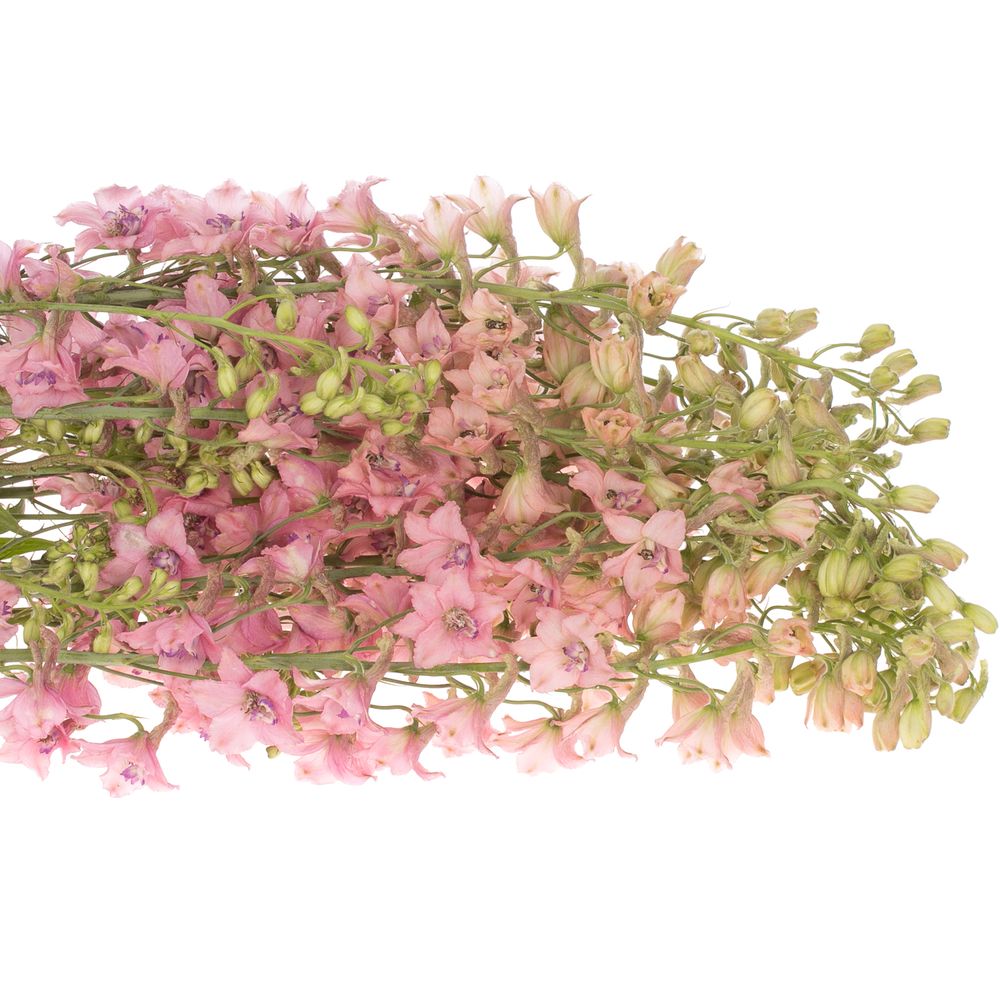 Delphinium rosa Sensation extra 70cm